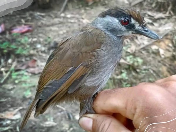 Bangkit dari Kepunahan: Burung Pelanduk Kalimantan Kembali Setelah 172 Tahun Menghilang