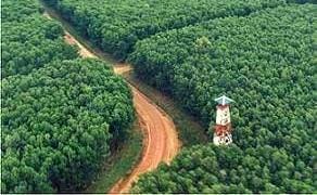 DBH Kehutanan Riau 2026 Turun Jadi Rp 62,3 Miliar, 1,58 Juta Hektare Hutan Dikuasai 54 Perusahaan HTI