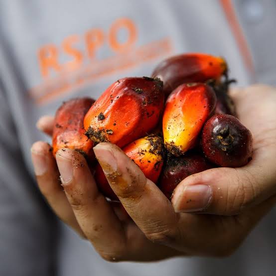 Catat, Organisasi Internasional RSPO Tetap Pada Putusan Pertama Atas Pengaduan Koppsa-M